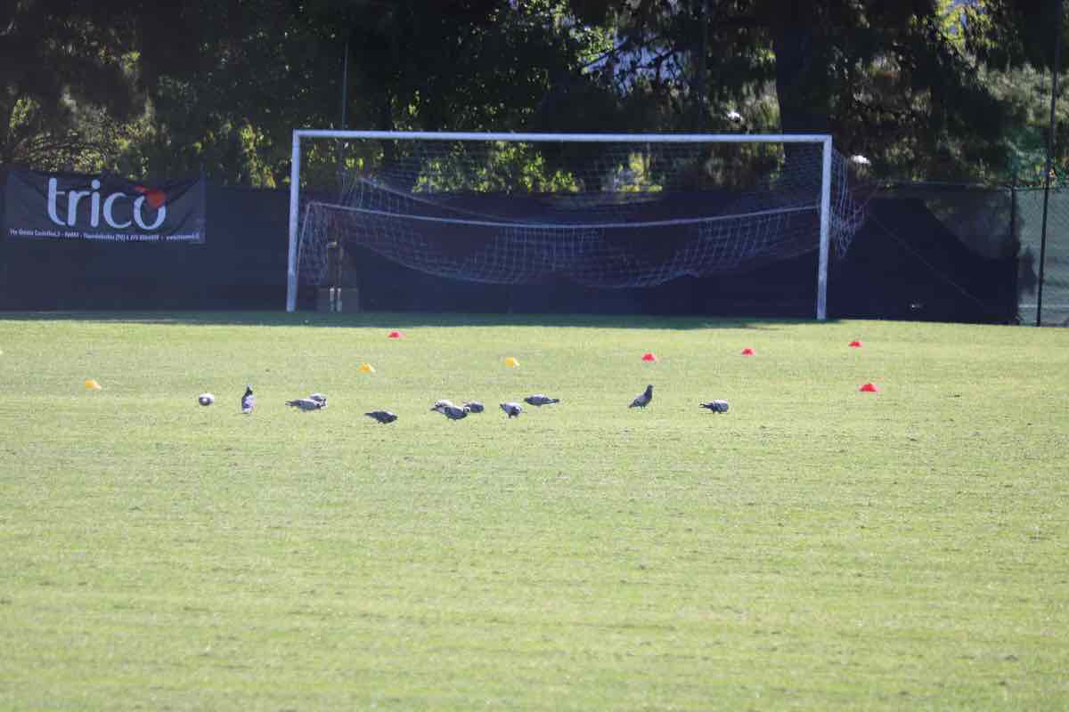 Rissa e sanzione: il Giudice Sportivo non perdona