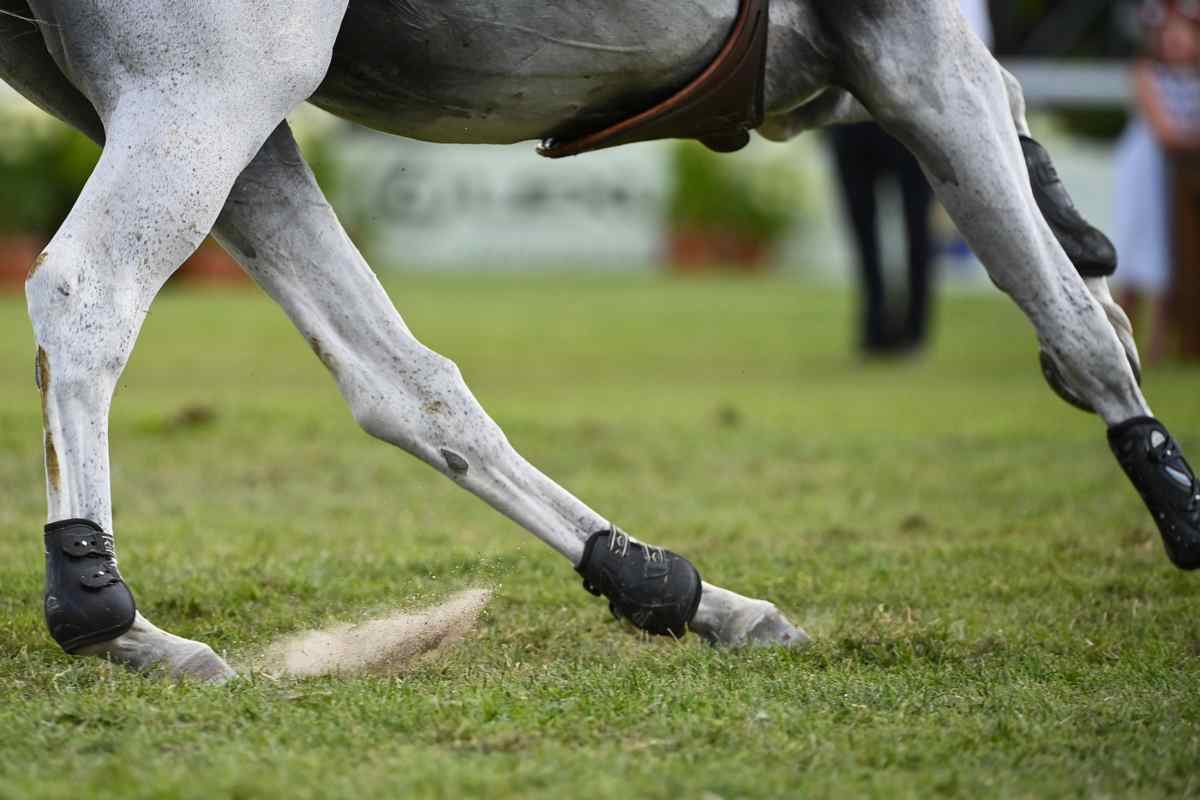 Cavallo equitazione 